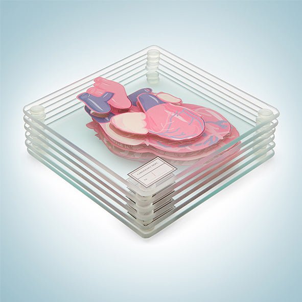 Anatomic Heart Specimen Coasters - GeekCore
